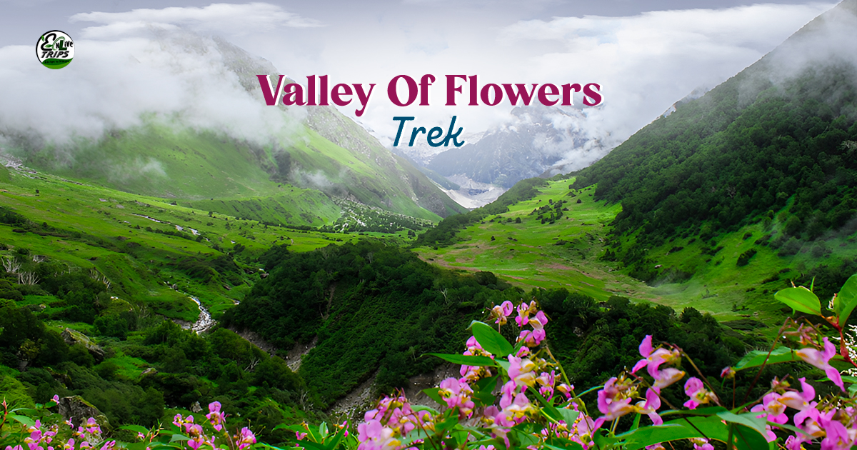 Valley of Flowers Weather Guide: When to Go for the Best Blooms